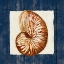Picture of NAUTICAL SHELL