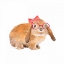 Picture of TRENDY MEADOW BUDDY V (SINGE BOW)