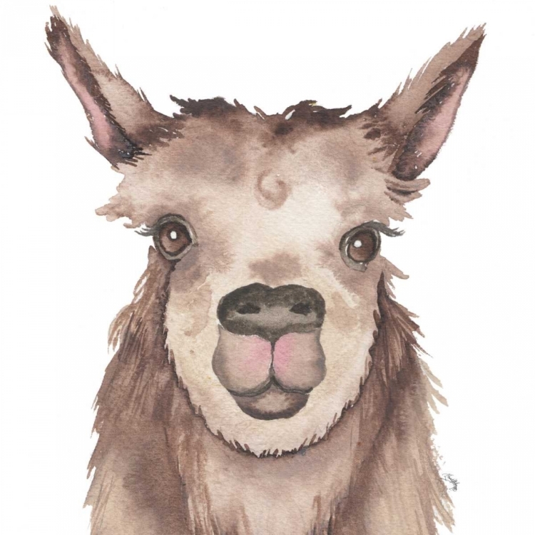 Picture of LLAMA