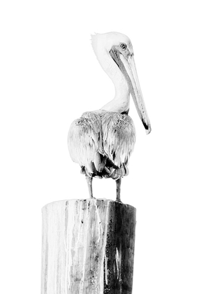Picture of BW PELICAN