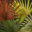 Picture of NEW ORGANIC II