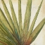 Picture of ORGANIC II