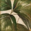 Picture of LA PALMERA III