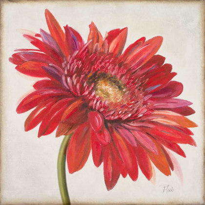 Picture of RED GERBER DAISY