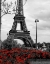 Picture of EIFFEL TOWER WITH RED POP