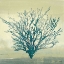 Picture of COASTAL CORAL II