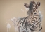 Picture of SANDSTONE ZEBRA