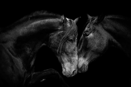 Picture of THE STALLION AND THE MARELL