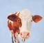Picture of COW SELF PORTRAIT