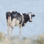 Picture of POSING COW