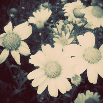 Picture of FRAGILE DAISIES II