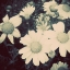 Picture of FRAGILE DAISIES II