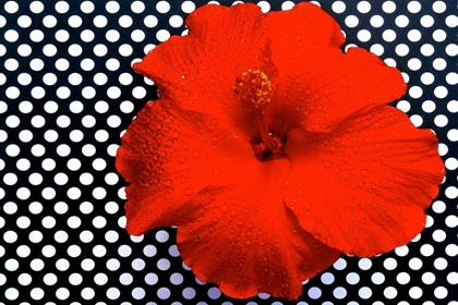 Picture of RED HIBISCUS