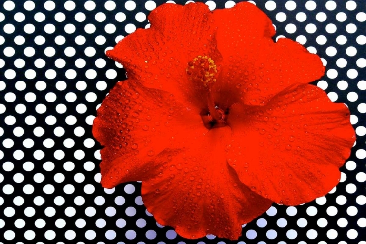 Picture of RED HIBISCUS