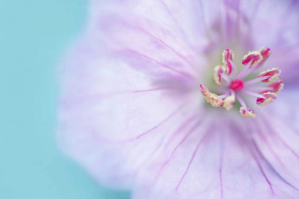 Picture of THE HEART OF A FLOWER