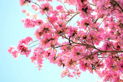 Picture of PINK FLORAL BRANCH