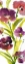Picture of VIOLET LE POVAT I