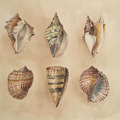 Picture of SEASHELLS II