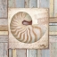 Picture of BEACH SHELL III