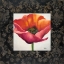 Picture of POPPY FLOWER I