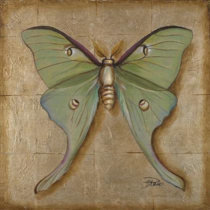 Picture of LUNA MOTH