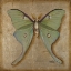 Picture of LUNA MOTH