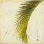 Picture of BAR£ PALM II