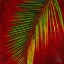 Picture of PALMAS EN FUEGO III