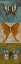 Picture of BLUE WINGS I