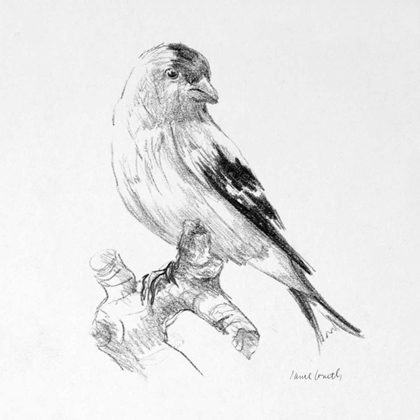 Picture of BIRD DRAWING II