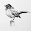 Picture of BIRD DRAWING III