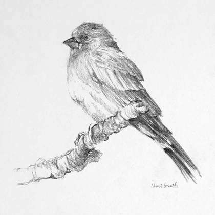 Picture of BIRD DRAWING I