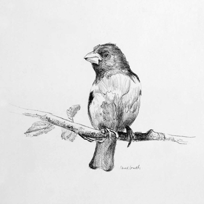 Picture of BIRD DRAWING IV
