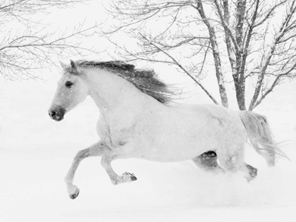 Picture of RUNNING IN THE SNOW