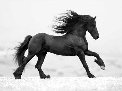 Picture of BLACK HORSE