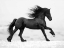 Picture of BLACK HORSE