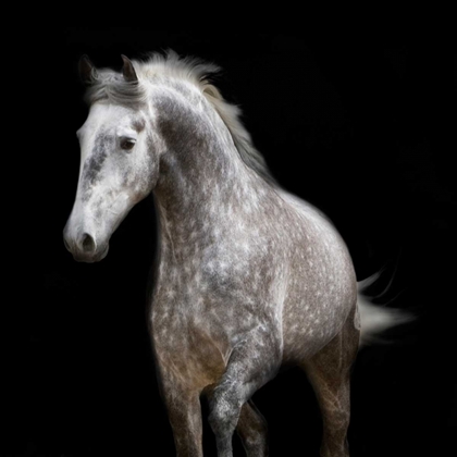 Picture of SPOTTED HORSE