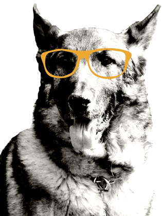 Picture of COOL DOG