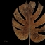 Picture of BLACK BALAZO II