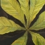 Picture of EVERGREEN I