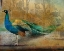 Picture of FEATHERED DREAMS I
