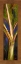 Picture of BLUE PLANTAIN