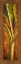 Picture of ORANGE PLANTAIN