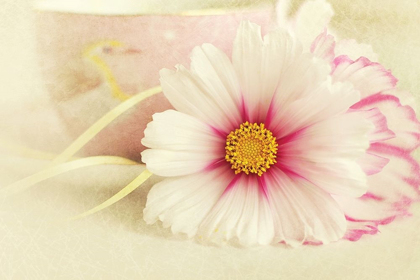 Picture of SOFT ROSE DAISY