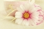 Picture of SOFT ROSE DAISY