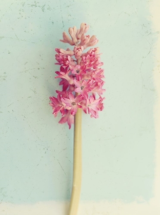 Picture of SOFT PINK HYACINTH