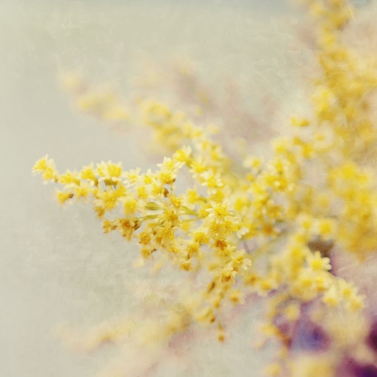 Picture of YELLOW BLOOMS IN SPRING