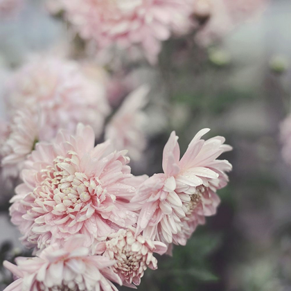 Picture of EVENING BLOOMS