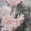 Picture of EVENING BLOOMS