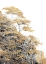 Picture of IMMORTAL PINE
